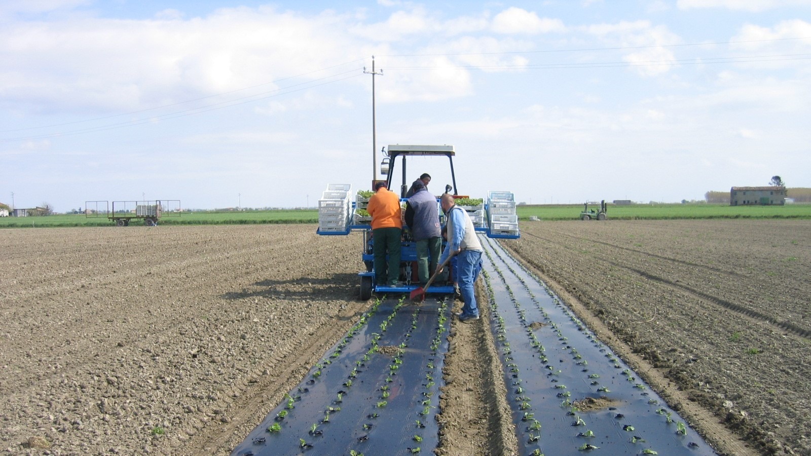 novamont acolchado film bio